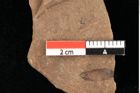 Foto (Detailansicht) von Pinus leuce Unger (NHMW-GEO-2024-0188-0301)